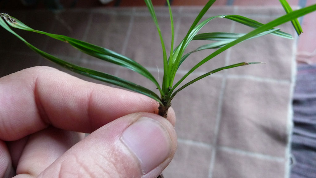 [Foto de planta, jardin, jardineria]