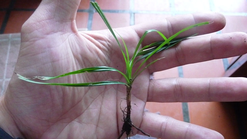 [Foto de planta, jardin, jardineria]