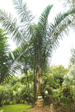 [Foto de planta, jardin, jardineria]