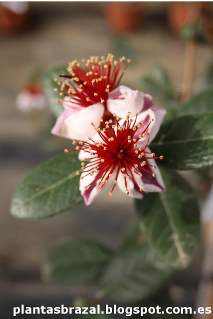[Foto de planta, jardin, jardineria]