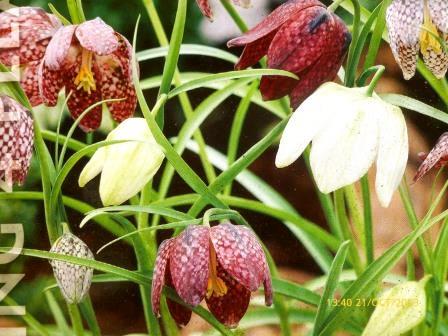 [Foto de planta, jardin, jardineria]