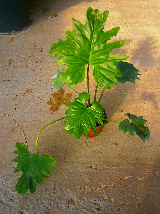 [Foto de planta, jardin, jardineria]