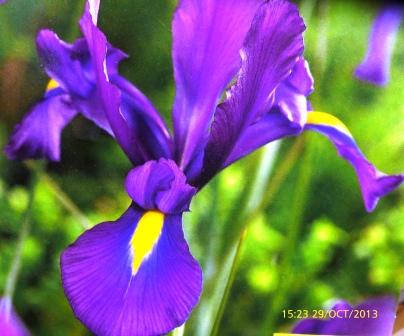 [Foto de planta, jardin, jardineria]