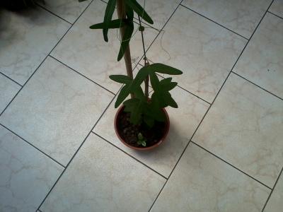 [Foto de planta, jardin, jardineria]