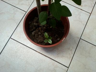 [Foto de planta, jardin, jardineria]