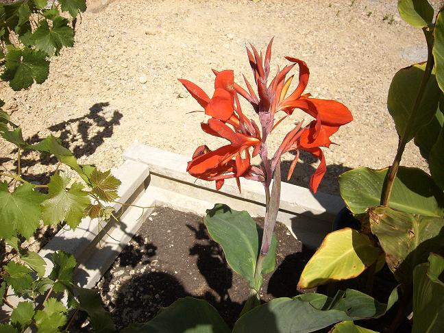 [Foto de planta, jardin, jardineria]