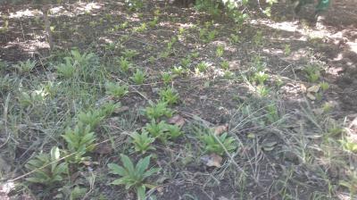 [Foto de planta, jardin, jardineria]