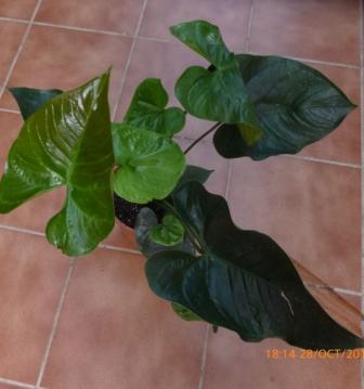 [Foto de planta, jardin, jardineria]