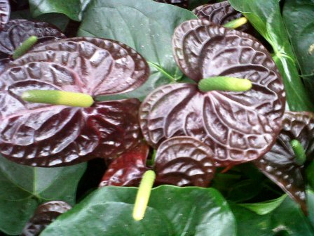 [Foto de planta, jardin, jardineria]