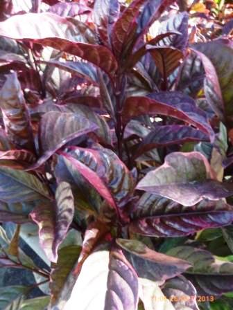 [Foto de planta, jardin, jardineria]