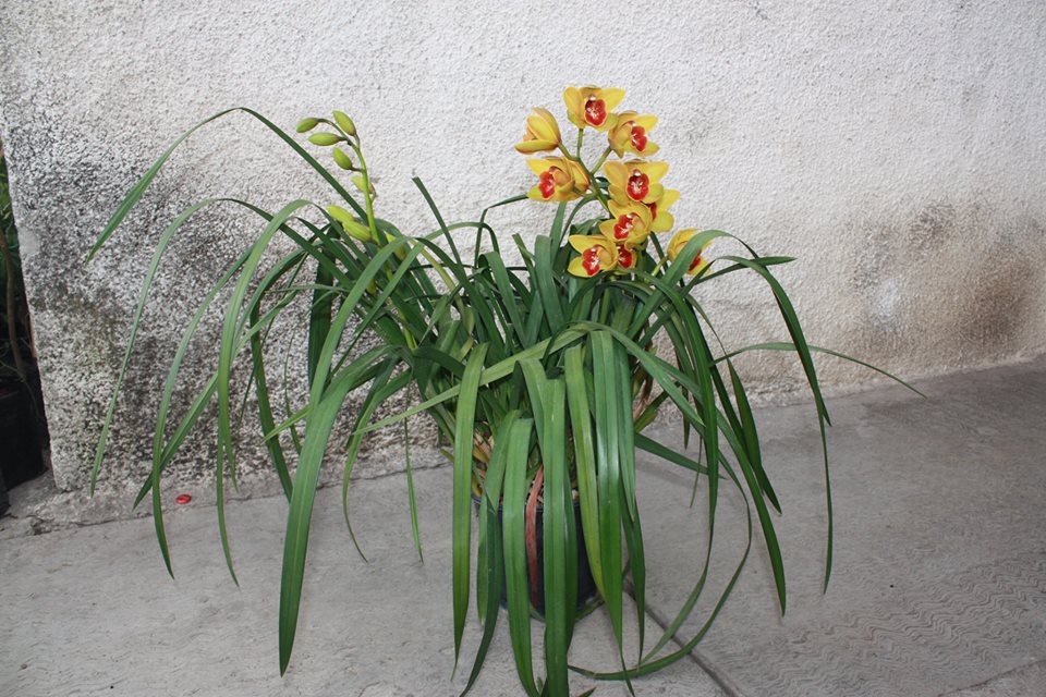 [Foto de planta, jardin, jardineria]