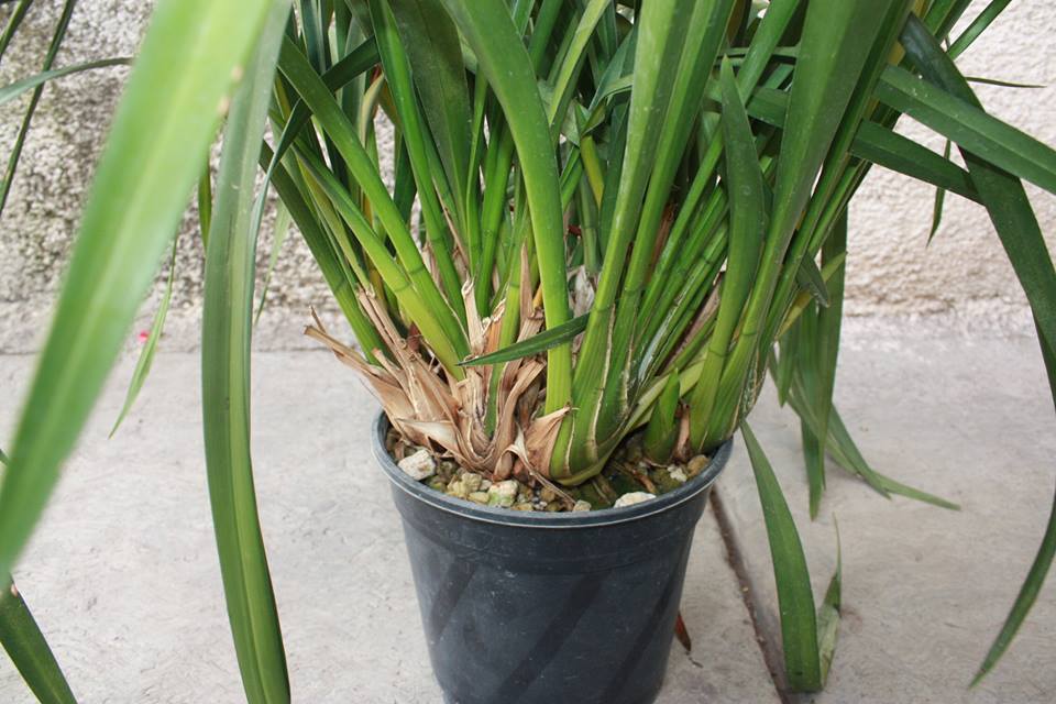 [Foto de planta, jardin, jardineria]