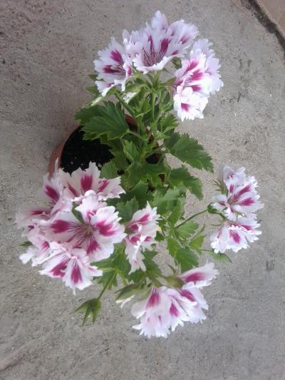 [Foto de planta, jardin, jardineria]