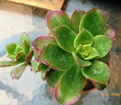 [Foto de planta, jardin, jardineria]