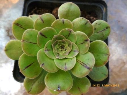 [Foto de planta, jardin, jardineria]
