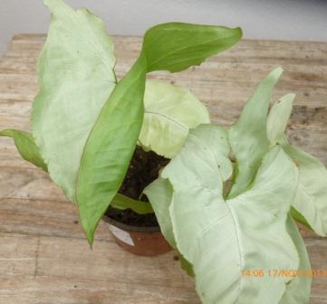 [Foto de planta, jardin, jardineria]