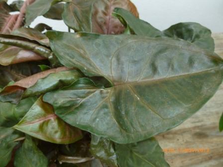 [Foto de planta, jardin, jardineria]