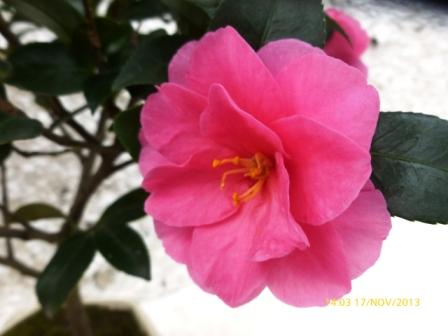 [Foto de planta, jardin, jardineria]