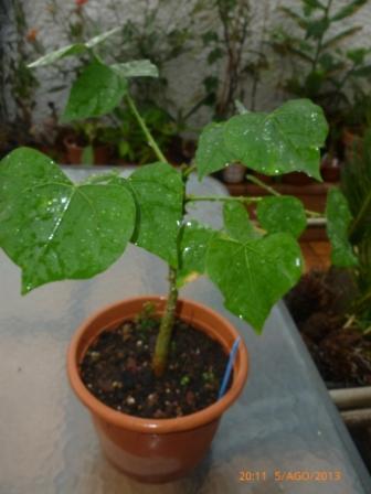 [Foto de planta, jardin, jardineria]
