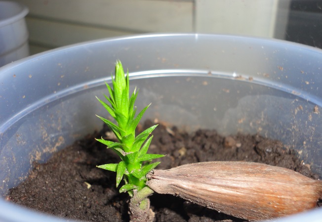 [Foto de planta, jardin, jardineria]