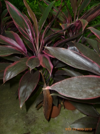 [Foto de planta, jardin, jardineria]