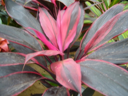 [Foto de planta, jardin, jardineria]