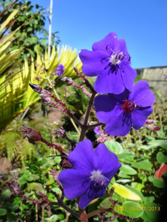 [Foto de planta, jardin, jardineria]