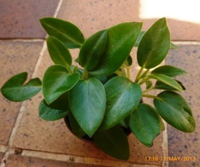 [Foto de planta, jardin, jardineria]