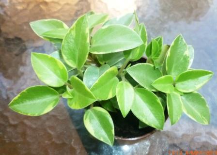[Foto de planta, jardin, jardineria]