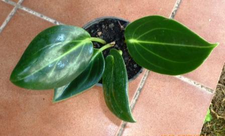 [Foto de planta, jardin, jardineria]