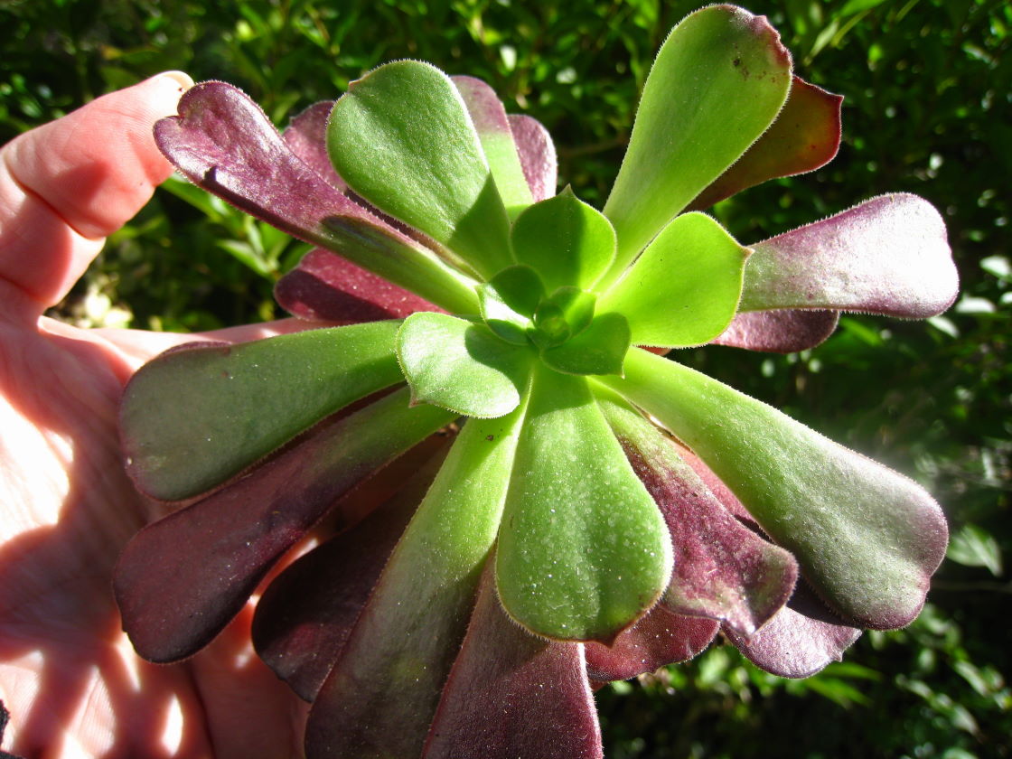 [Foto de planta, jardin, jardineria]
