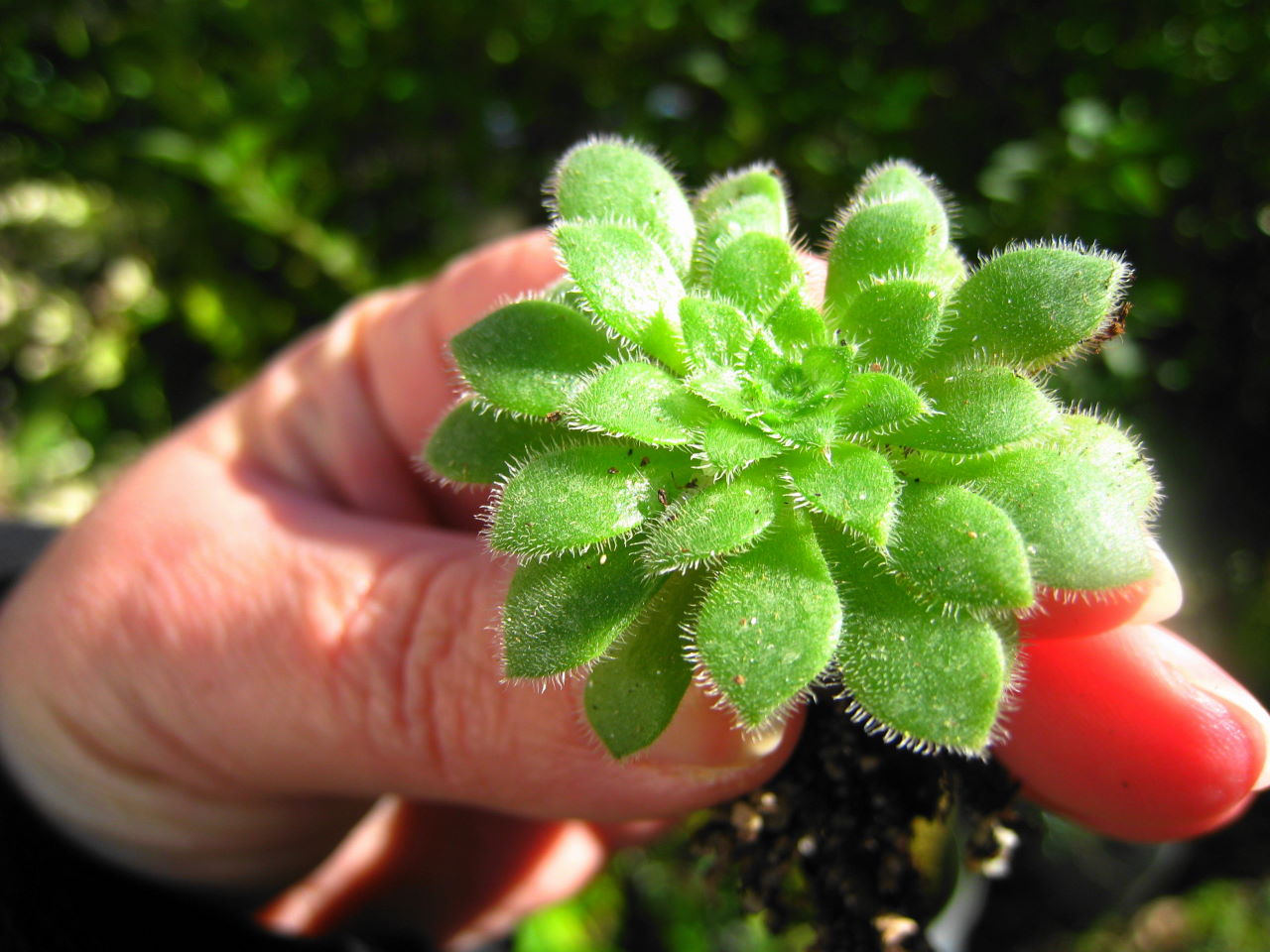 [Foto de planta, jardin, jardineria]