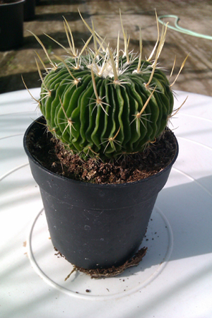 [Foto de planta, jardin, jardineria]