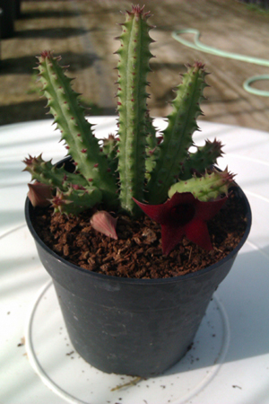 [Foto de planta, jardin, jardineria]