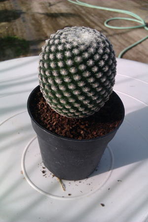 [Foto de planta, jardin, jardineria]