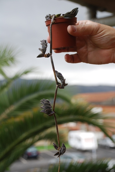 [Foto de planta, jardin, jardineria]