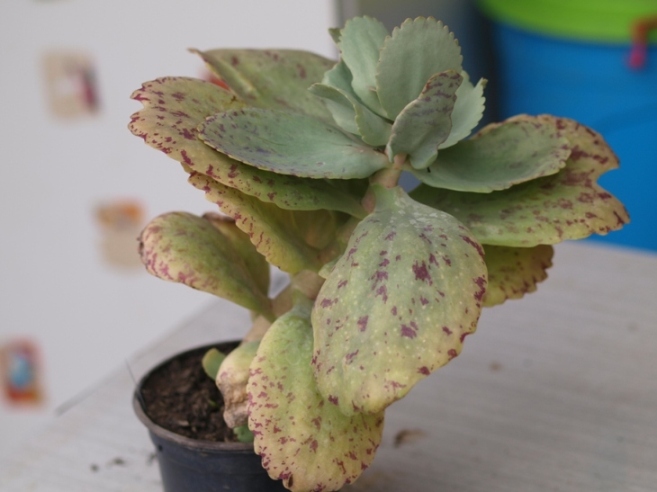 [Foto de planta, jardin, jardineria]