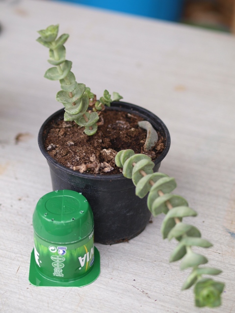 [Foto de planta, jardin, jardineria]