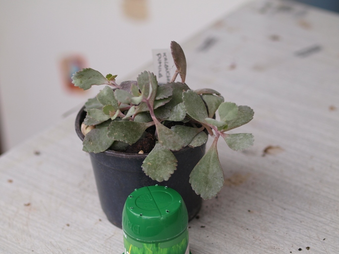 [Foto de planta, jardin, jardineria]