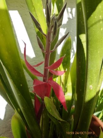 [Foto de planta, jardin, jardineria]