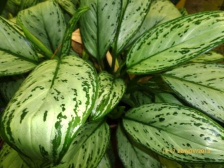 [Foto de planta, jardin, jardineria]
