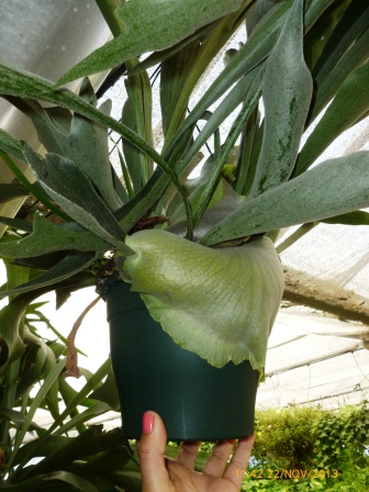 [Foto de planta, jardin, jardineria]
