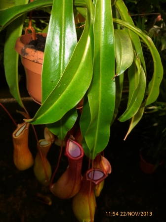 [Foto de planta, jardin, jardineria]