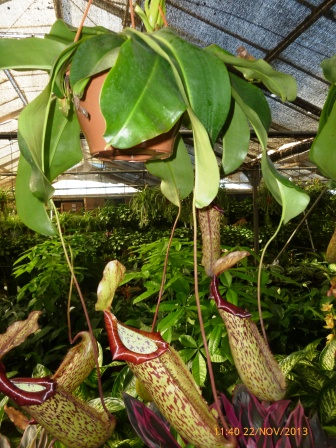 [Foto de planta, jardin, jardineria]