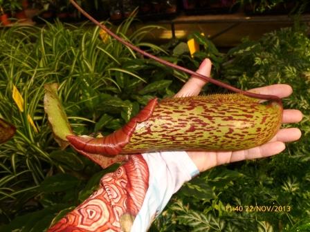[Foto de planta, jardin, jardineria]