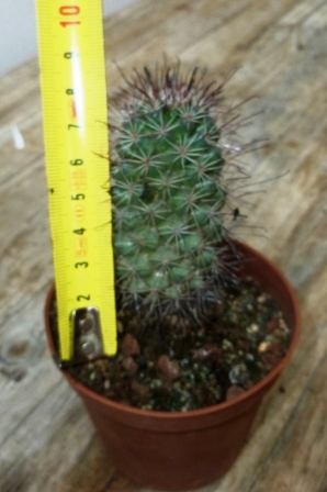 [Foto de planta, jardin, jardineria]