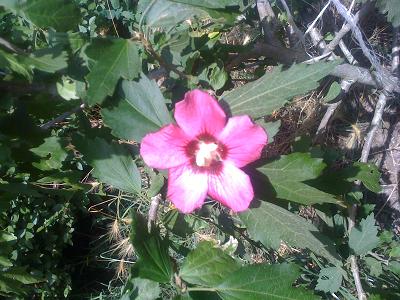 [Foto de planta, jardin, jardineria]