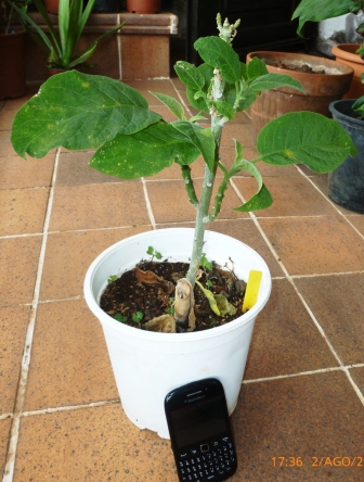 [Foto de planta, jardin, jardineria]