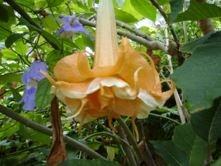[Foto de planta, jardin, jardineria]