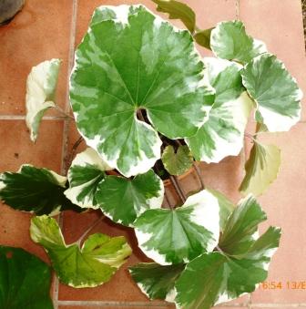 [Foto de planta, jardin, jardineria]